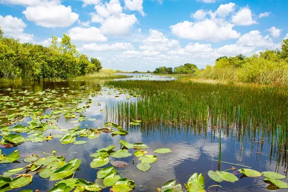 Everglades - Miami