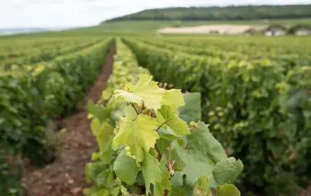Champán de la mañana y productores familiares de Reims