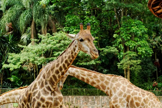 Zoo Safári de São Paulo